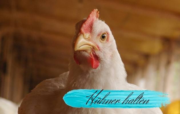 Hühner halten: Tipps für Anfänger