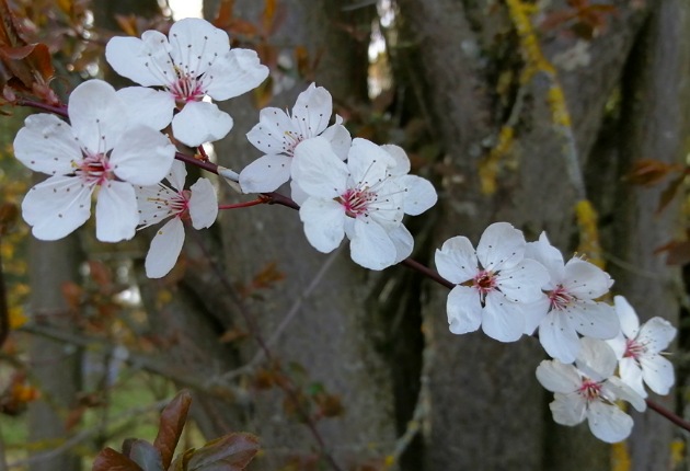 8 von 12: Obstbaumblüten