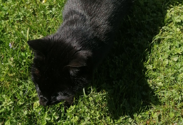 7 von 12: schwarze Katze im Gras